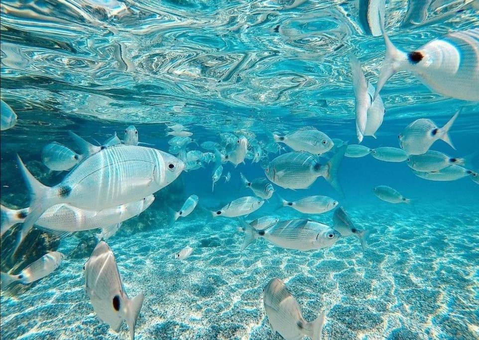 Appartamento El Playaiso De Aguamarga Agua Amarga  Esterno foto